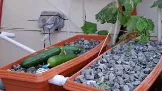 Harvesting Cucumber from our Aquaponics