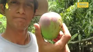 Ranga Shankara's Mango Party 2021 - 'The Joy of Growing Mangoes' by Anirudh Venkatesh