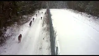 A pack of wolves 