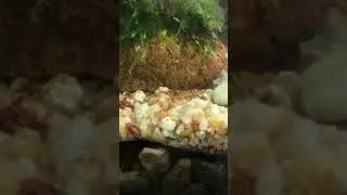 wild cherry shrimp 🦐