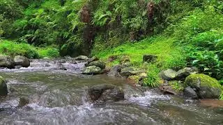 Shallow River Flow – Soothing Nature Sounds for Meditation
