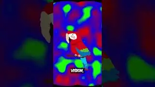 Why Are Parrots Colorful? 🌈🦜 #didyouknow #vibrantplumage #camouflage