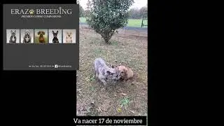 BullDog France Mineatura en E.V 