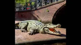 The lurking predators of the Amsterdam canals - FULL DOCUMENTARY 2023