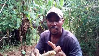 Como  plantar macaxeira ou  mandioca ou aipim