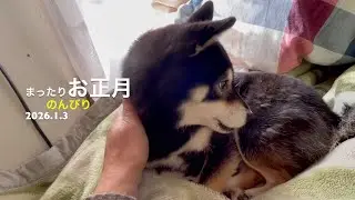 【しあわせを知った柴犬のお話し】のんびりお正月(2026.1.3)🐶【昔保護犬だった黒柴ツバちゃん】