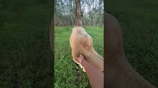 Penyuntikan antipiretik pada sapi demam #cow #sapisehat #sapisehat #mantribalap