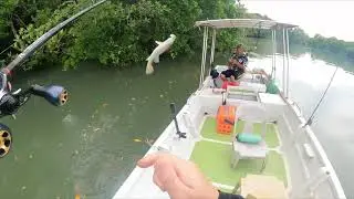 LOVE BARRAMUNDI LURING IN MALAYSIA MANGROVE!