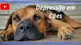 Depressão em Cães. Causas, sintomas e o que fazer.