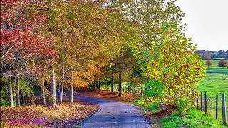 Sculpture park fall colours 4K New Zealand