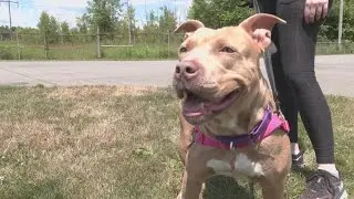 Pet adoption advice: Trumbull County Dog Pound in Northeast Ohio