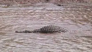 My New Video: Male crocodile very in heat mating, making love with female crocodile (Part 9)~~~🐊💘🐊💘.