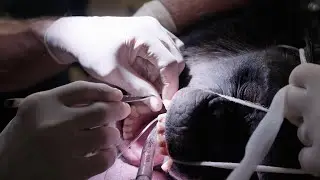 Chimpanzee Root Canal