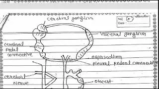 # mollusca nervous system 