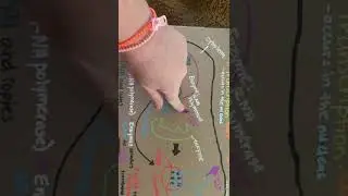 Protein Synthesis Poster