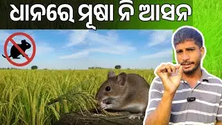 ଧାନରେ ମୂଷା କଂଟ୍ରୋଲ | How to Control Rats in Paddy Fields | Effective Rat Control Tips for Farmers