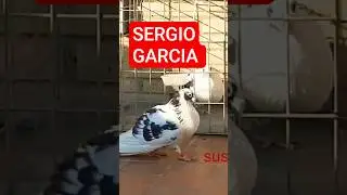 EN EL PALOMAR DE SERGIO GARCIA Y UNA PAREJA DE MURCIANOS #shortvideo