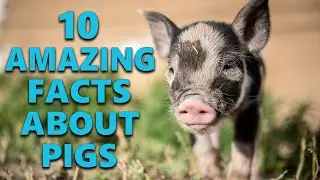 10 Incredible Facts About Pigs That Will Amaze You
