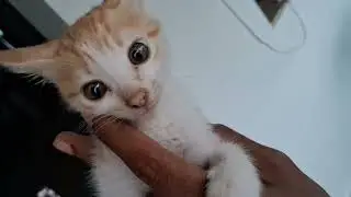 Cat eating grass 