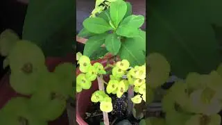 Colores hermosos y duraderos