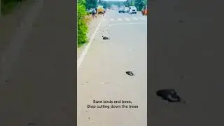 Save tree Save Birds #shorts #savetrees #savebirds #savenature