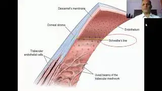 Anatomy of Anterior Chamber Angle