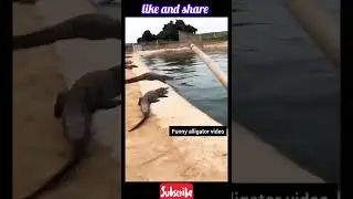 Crocodile 🐊 funny video  #funny #explore #memes #funnymoments #funnyvideo #ytshorts