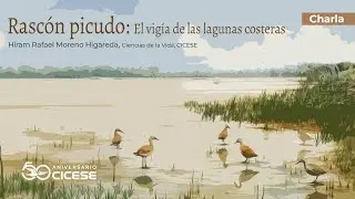 Charla: Rascón picudo: el vigía de las lagunas costeras.