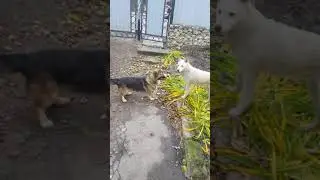 Псы