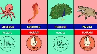 Halal and Haram Animal Meat in Islam Part 2 | World Data