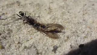 Garden Ants  - Lasius niger - Worker with a fly - Bl&ouml;kkumaur - Svartmaur dregur flugu - Skord&yacute;ral&iacute;f