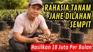 Ga Nyangka...Lahan Sempit Disulap Jadi Tambang Uang, Jahe Ini Hasilkan 10 Juta Per Bulan!