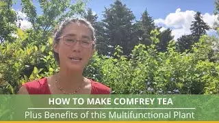 How To Make Comfrey Tea and Benefits of This Wonderful Plant