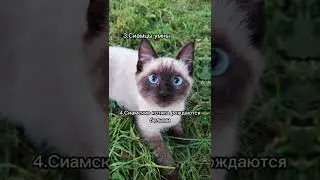 Топ 5 фактов о сиамцах😸