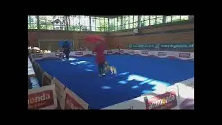 Dogdance Quartett - Singing in the Rain