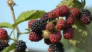 Rubus fruticosus 'Chester Thornless'