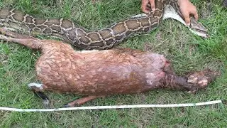 what happens python attacks on deer #wildlife#real fight between python vs pig!deer baby