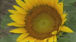 Last weekend of the season to explore Eckert's Sunflower Trail