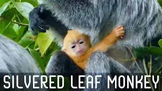 Silvered leaf monkey with baby