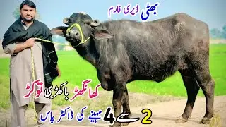 بھیرہ میں سستی کھانگھڑ گائیں اور بھینسیں! فارمر چھا گیا سرگودھا میں لائیو مویشی ڈیلز سستا اور قابلِگ
