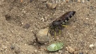 Horse Guard Wasp Digs Den, Cicada Killers, Painted Turtle, Fungi