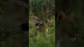 Nothing more peaceful than watching a lioness and her cubs enjoying a quiet afternoon in the sun