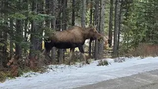 Canadian Rockies Adventure