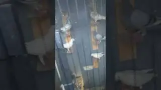 Racing Pigeons YB 2017 loft fly