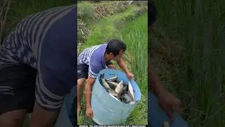 ধানক্ষেতে কিভাবে মাছ চাষ করা হয় দেখুন | Fish farming