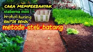 brokoli kuning.santos semon,staberna mini., tutorial cara stek pucuk denga tingkat keberasilan 100%