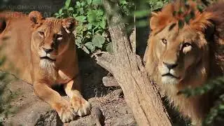 Lions hunting, How a Lion Pride Hunts Prey | Cat Attack-tics