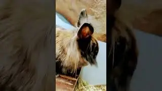#bunny #rabbit #sweet #animals #pets #pet #зайкаиграет #зайцы