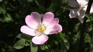 A Walk Around Pentylands Country Park, Highworth
