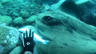 Pesca submarina gran canaria 2019